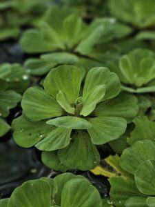 This picture shows a water lettuce plant (Pistia stratiotes). It is a free-floating aquatic plant with thick, light green, ridged leaves arranged in a rosette. Small water droplets are visible on the leaves. Taken from the Malabar Botanical Garden, Kozhikode.