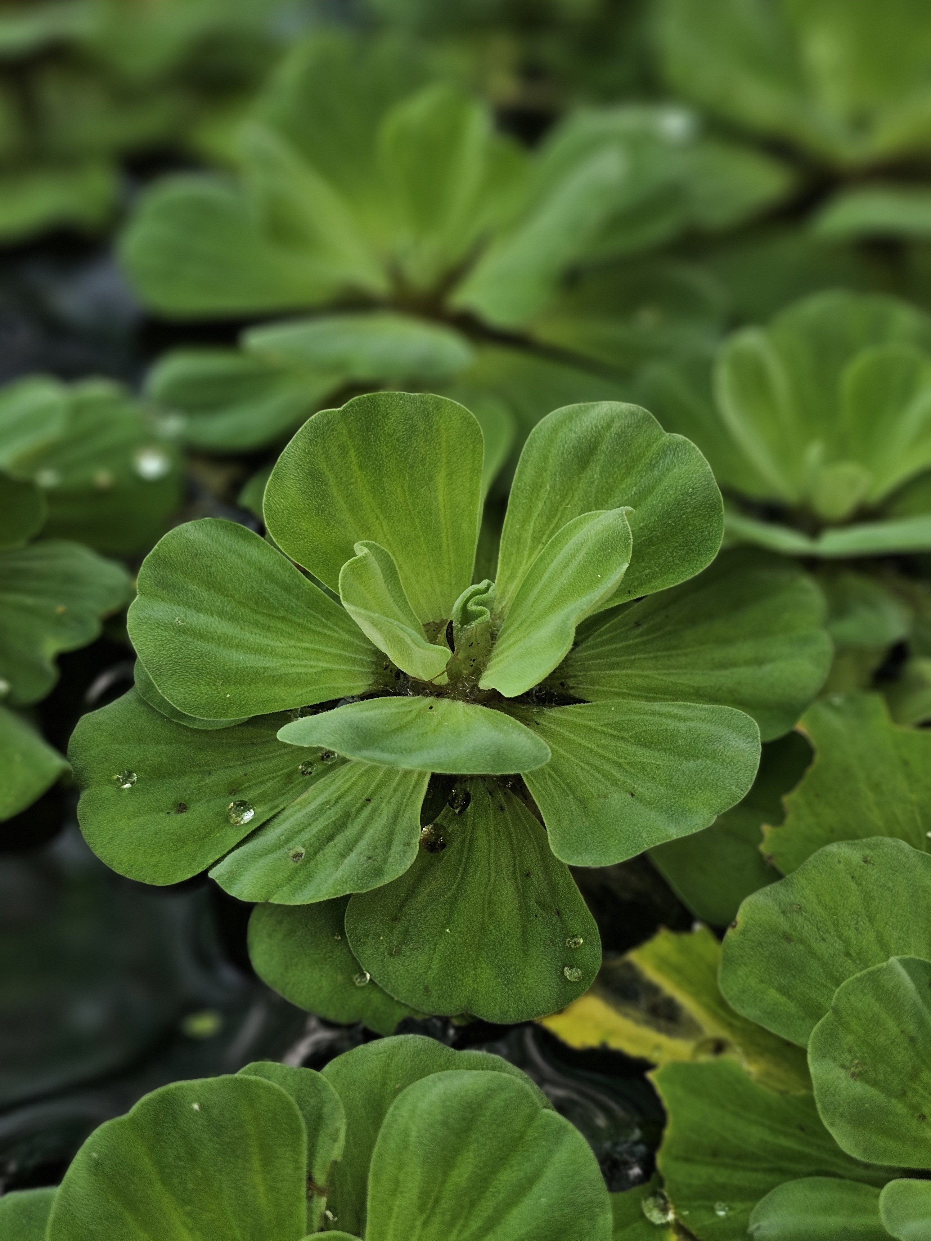 This picture shows a water lettuce plant (Pistia stratiotes). It is a free-floating aquatic plant with thick, light green, ridged leaves arranged in a rosette. Small water droplets are visible on the leaves. Taken from the Malabar Botanical Garden, Kozhikode.