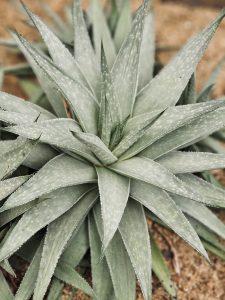 A silvery-green succulent with pointed leaves forms a tight rosette in the Malabar Botanical Garden, Kozhikode. The dotted leaf texture adds a soft yet beautiful contrast.