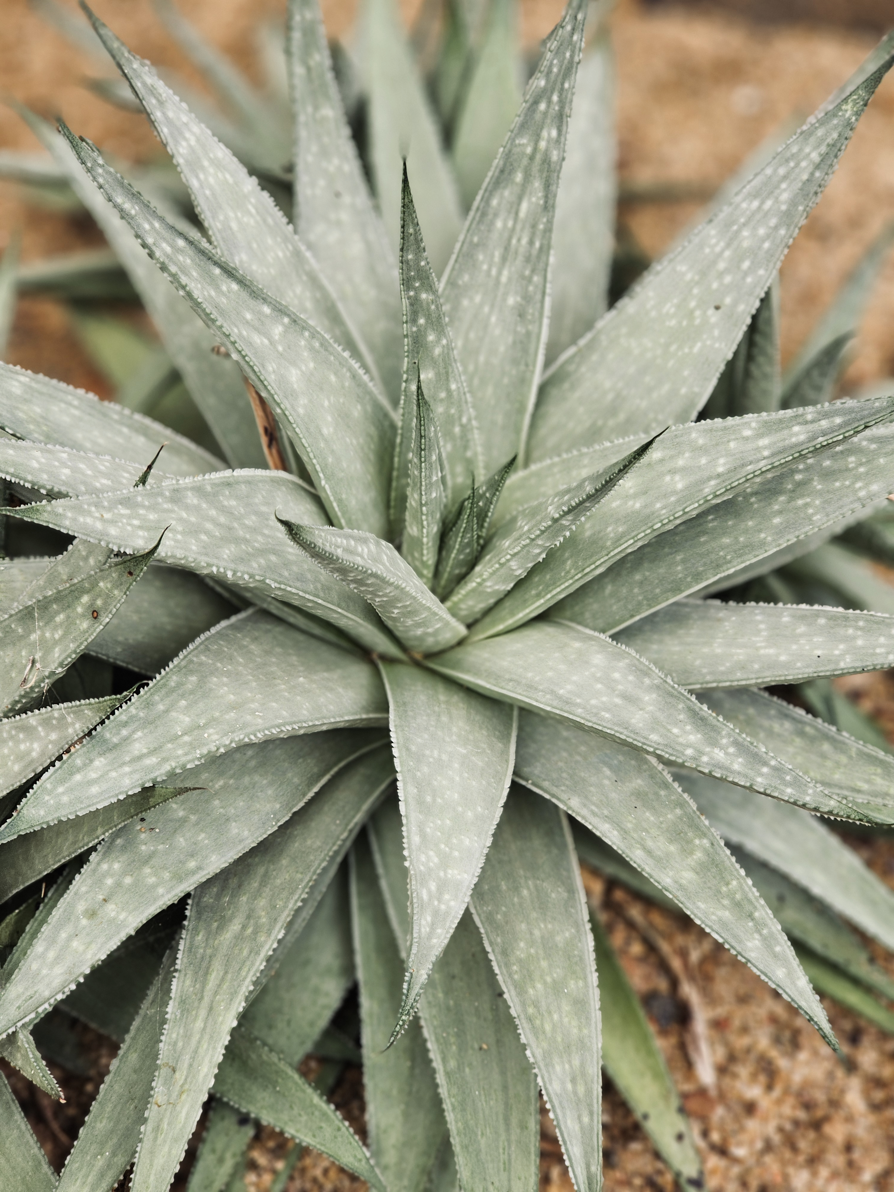 A silvery-green succulent with pointed leaves forms a tight rosette in the Malabar Botanical Garden, Kozhikode. The dotted leaf texture adds a soft yet beautiful contrast.