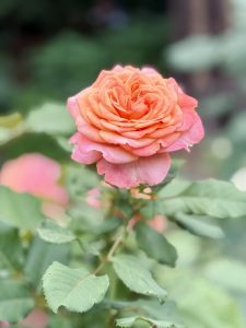 A lovely orange-pink rose stands bright and fresh at the International Rose Test Garden, Portland. Its vibrant petals bring a warm pop of color to the garden.