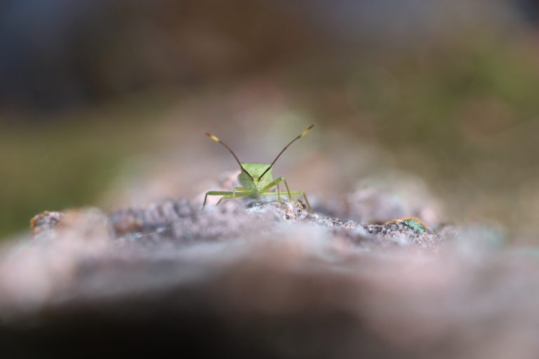 A macro shot of a small, bright green insect centered in the frame.