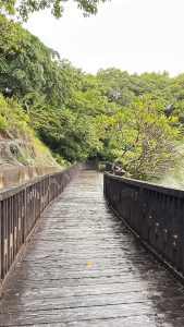 A wooden walkway meanders through a lush green landscape, surrounded by dense foliage and trees.