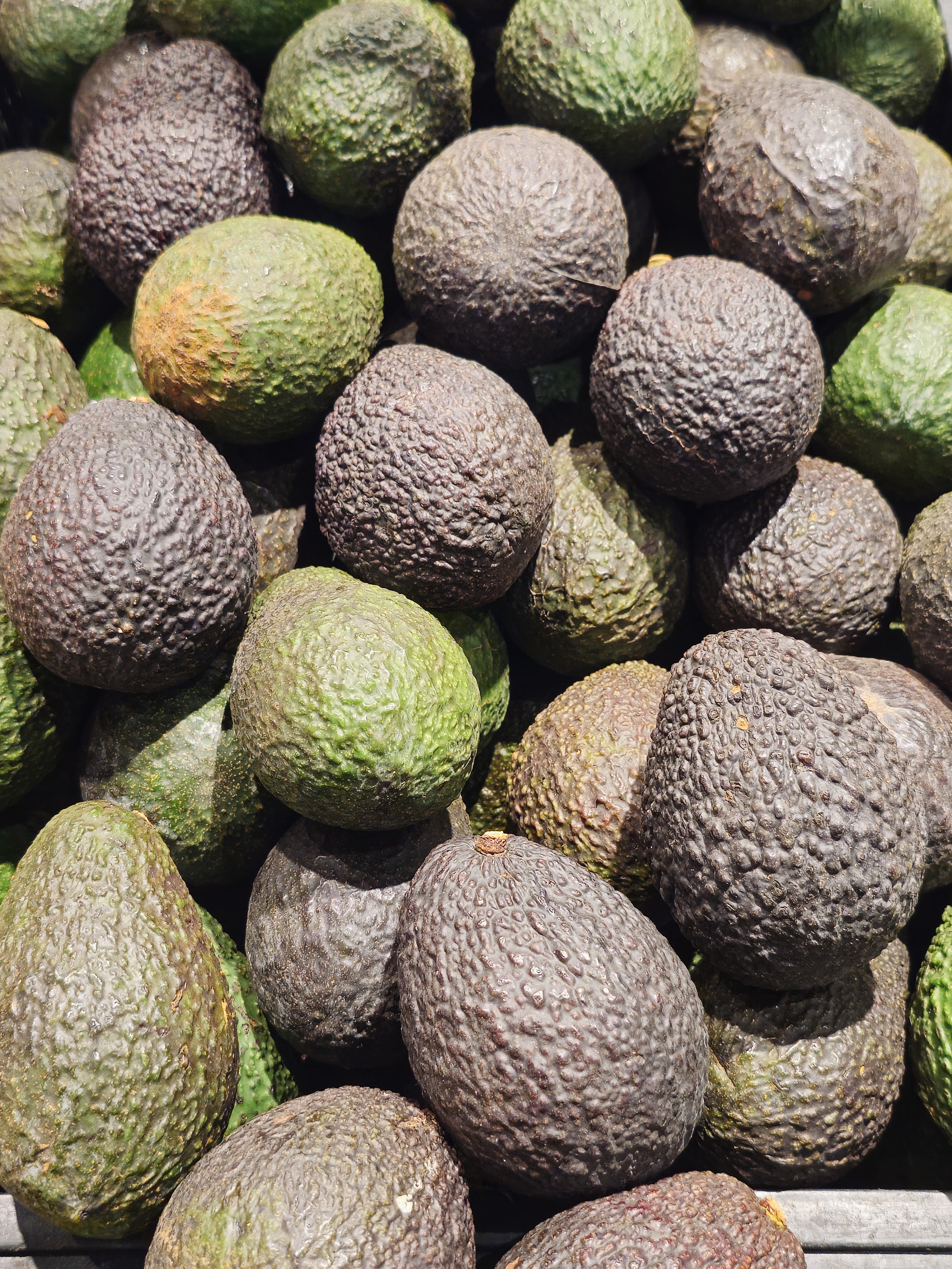 A pile of fresh avocados in different shades of green and brown, captured at a hypermarket in Kozhikode, Kerala. 