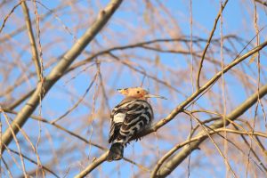 A Common Hoopoe is perched on a branch.