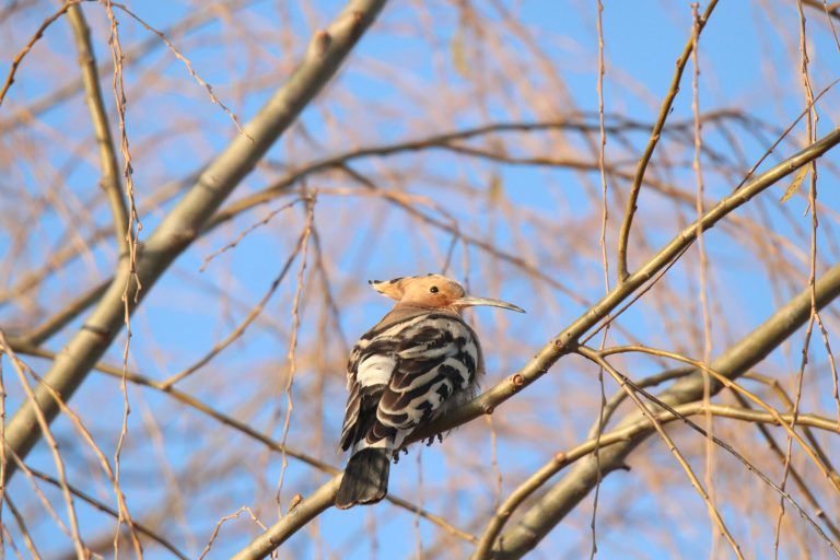 A Common Hoopoe (戴胜) is perched on a branch. Location: Zhangzehu Wetland Park, Changzhi city, China.