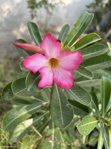 Adenium, also called the desert rose, has bright pink flowers.