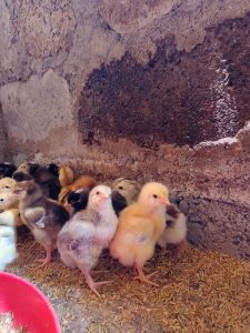 A group of several baby chicks gathered in a corner of a space with a rough, stone wall.