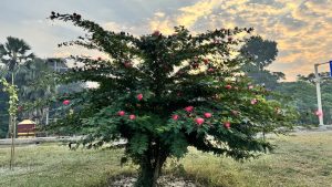 A beautiful bush covered in pink puffy flowers stands in a field against a sky filled with golden clouds.
