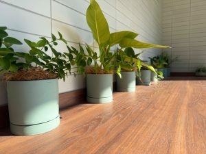 A row of potted green plants with varying leaf shapes sits on a wooden counter. The pots are light blue and feature natural fibers on top of the soil.