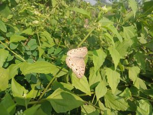 A butterfly on lush green leaves with small white flowers. Kawtoli, Brahmanbaria, Bangladesh.