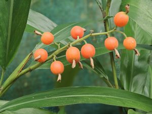Bright orange ginger fruits hang neatly on a stem at the Malabar Botanical Garden, Kozhikode. The colourful fruits stand out beautifully against the smooth green leaves. 