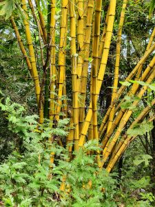 Bright golden bamboo stands tall at the Malabar Botanical Garden, Kozhikode. The thick clusters of bamboo shine against the green leaves around them, creating a beautiful, natural scene. 