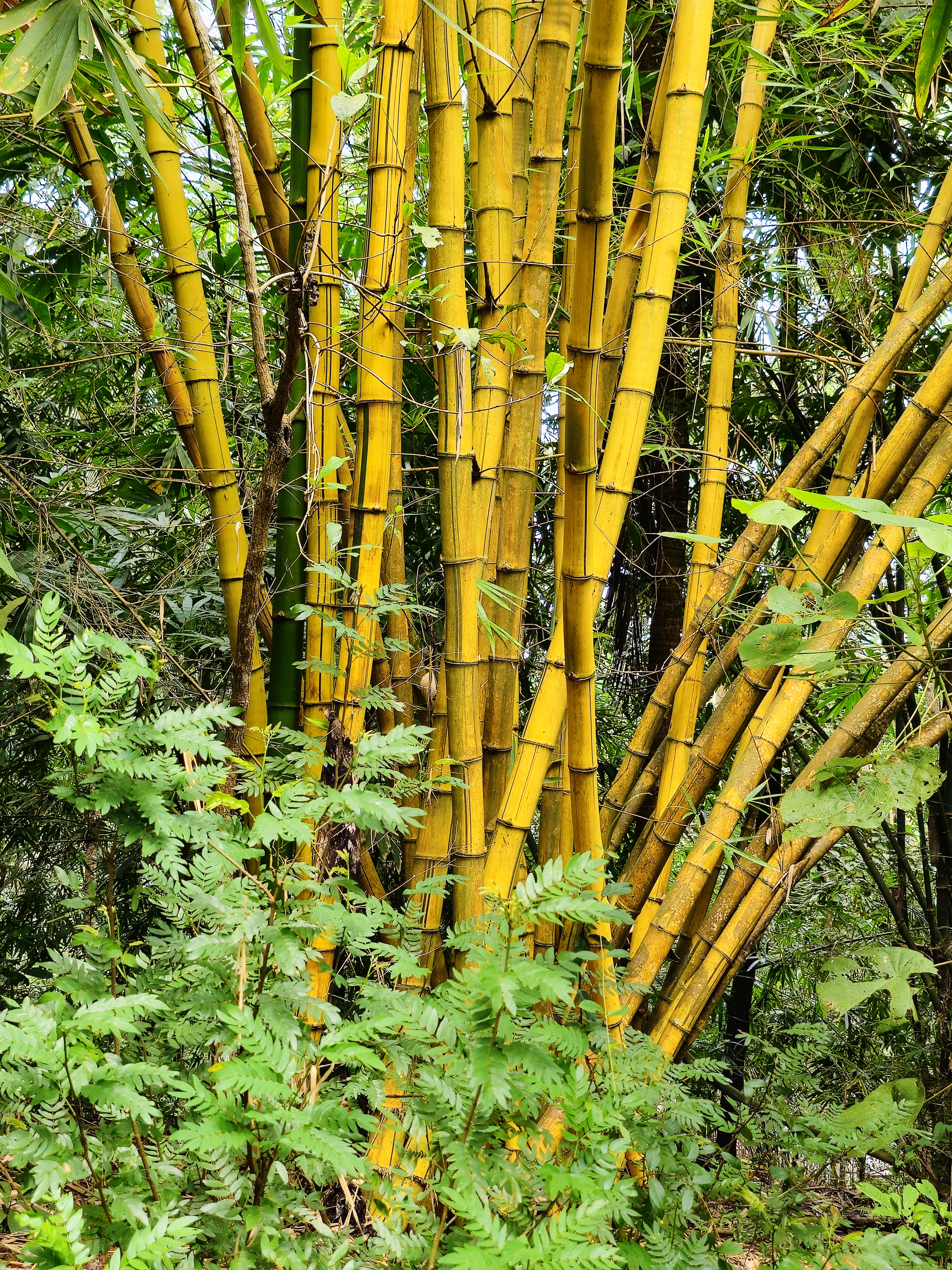 Bright golden bamboo stands tall at the Malabar Botanical Garden, Kozhikode. The thick clusters of bamboo shine against the green leaves around them, creating a beautiful, natural scene. 