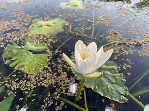 A white lotus flower blooming on a calm pond, surrounded by green lily pads and tiny floating plants.