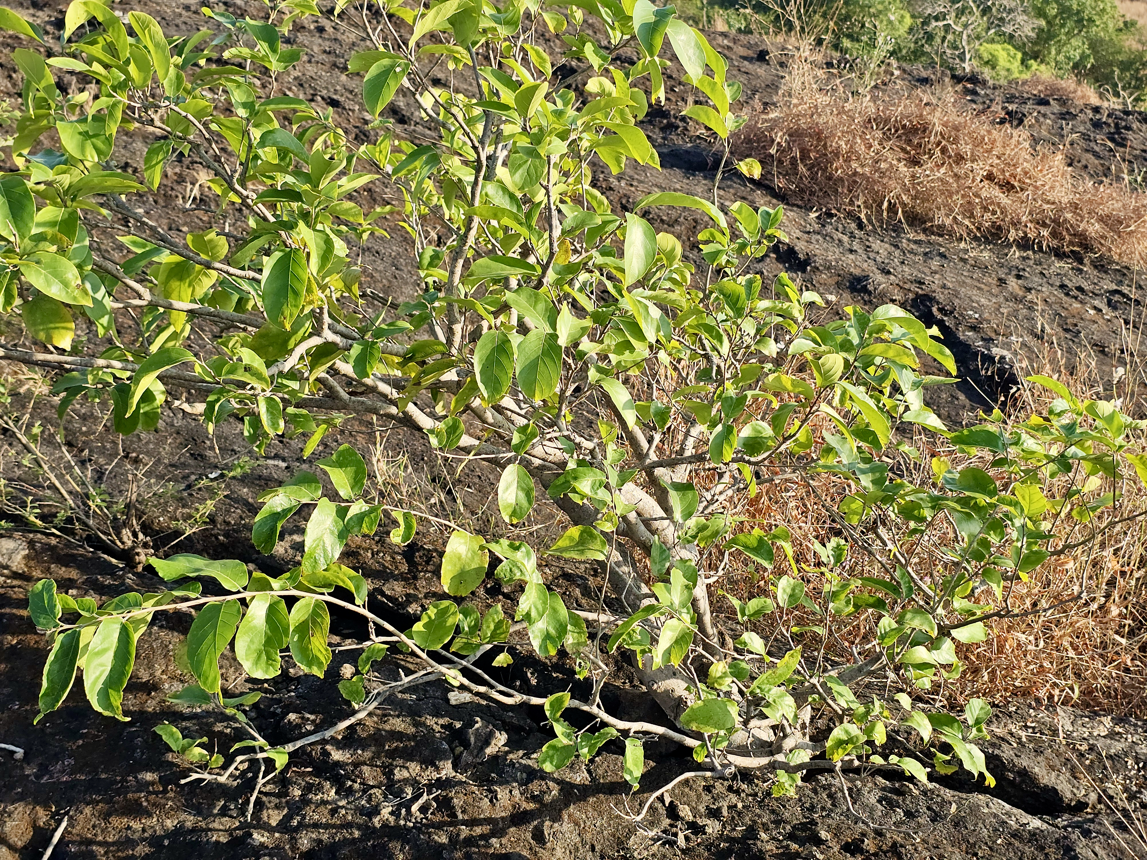 A small, green-leafed shrub grows on a rocky, dry slope under bright sunlight, with some dry brown grass in the background. Taken from Kanheri hills in Borivali, Mumbai.