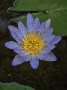 A close-up of a purple water lily with bright yellow stamens blooming on calm water at the Malabar Botanical Garden, Kozhikode. The soft petals and vibrant center create a beautiful contrast.