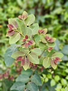 Close-up of a plant with fresh red-tipped green leaves in soft focus. The image highlights the leaf texture and colors. Photographed in Perumanna, Kozhikode, Kerala. 