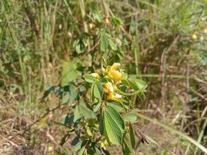 Yellow flowers in the jungle at Kawtoli, Brahmanbaria, Bangladesh