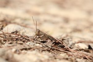 A close-up of a grasshopper on a mountain road, blending with nearby dry leaves.