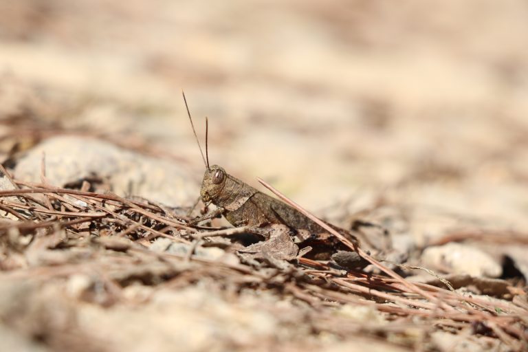 A close-up of a grasshopper on a mountain road, blending with nearby dry leaves.