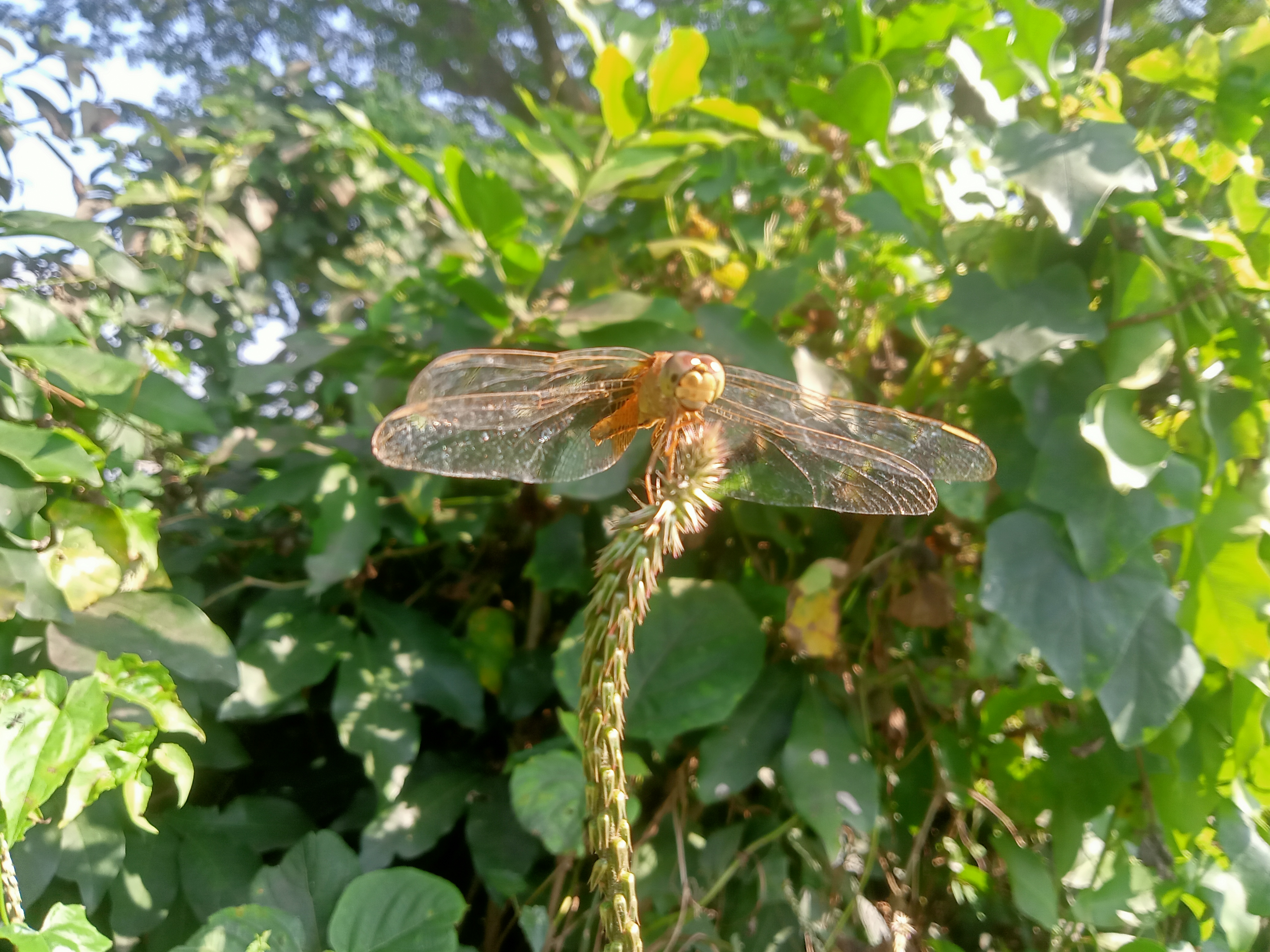 A close-up image of a dragonfly resting on a green plant stem, surrounded by lush green foliage.