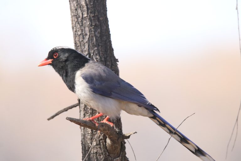 A Red-billed Blue Magpie (红嘴蓝鸦) is perched on a tree branch. Location: Zhangzehu Wetland Park, Changzhi city, China.