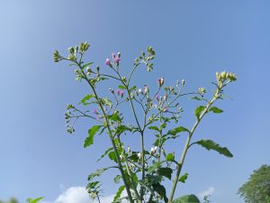 A close-up view of a flowering plant with multiple green stems and leaves, adorned with small pink and white flowers.