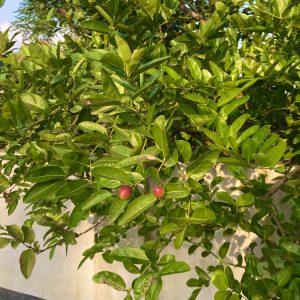 Rich green foliage of a tree with clusters of oval leaves, highlighted by sunlight. Two small red berries stand out amid the lush greenery.