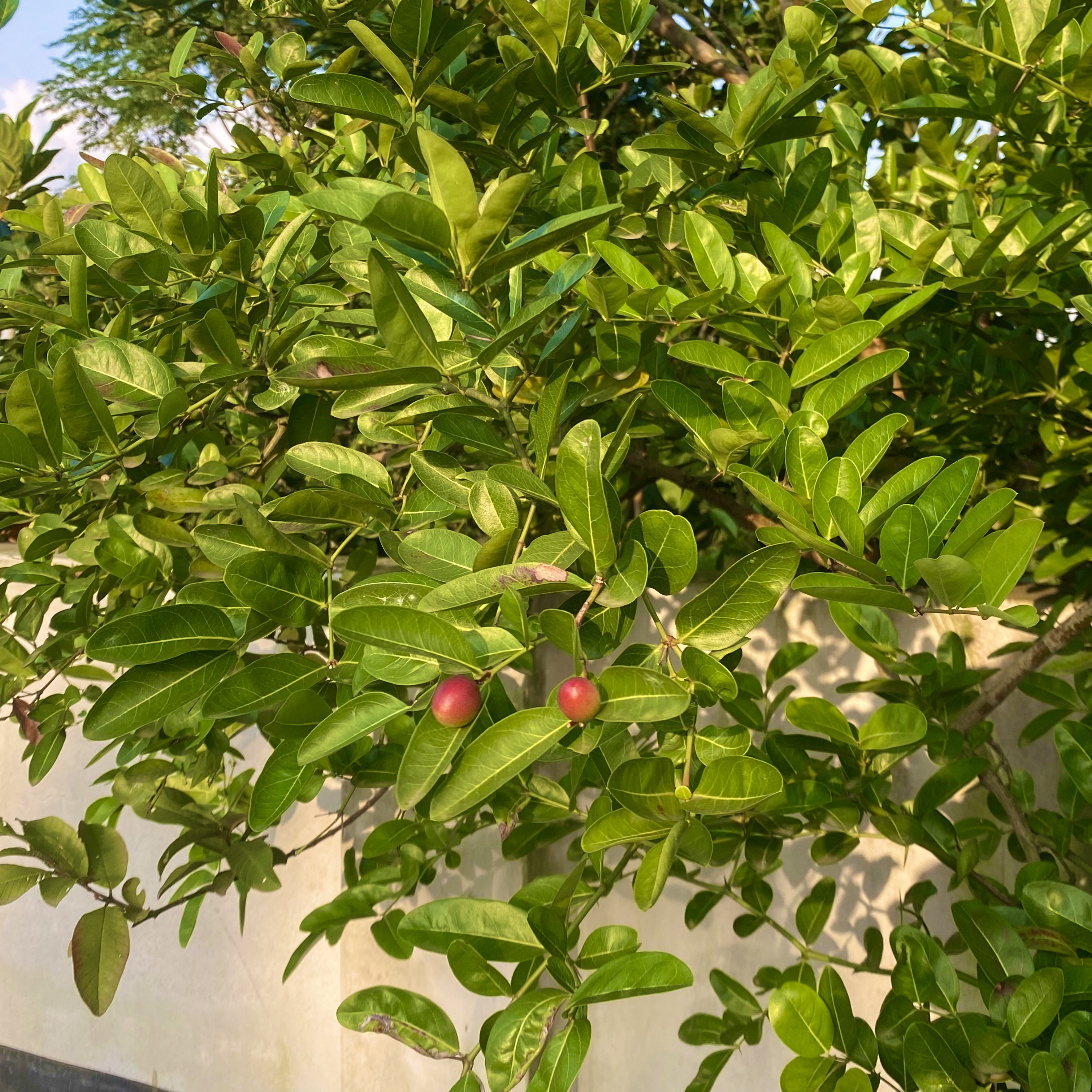 Rich green foliage of a tree with clusters of oval leaves, highlighted by sunlight. Two small red berries stand out amid the lush greenery.