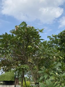 Trees with dense foliage under a partly cloudy blue sky, creating a serene and peaceful natural setting.