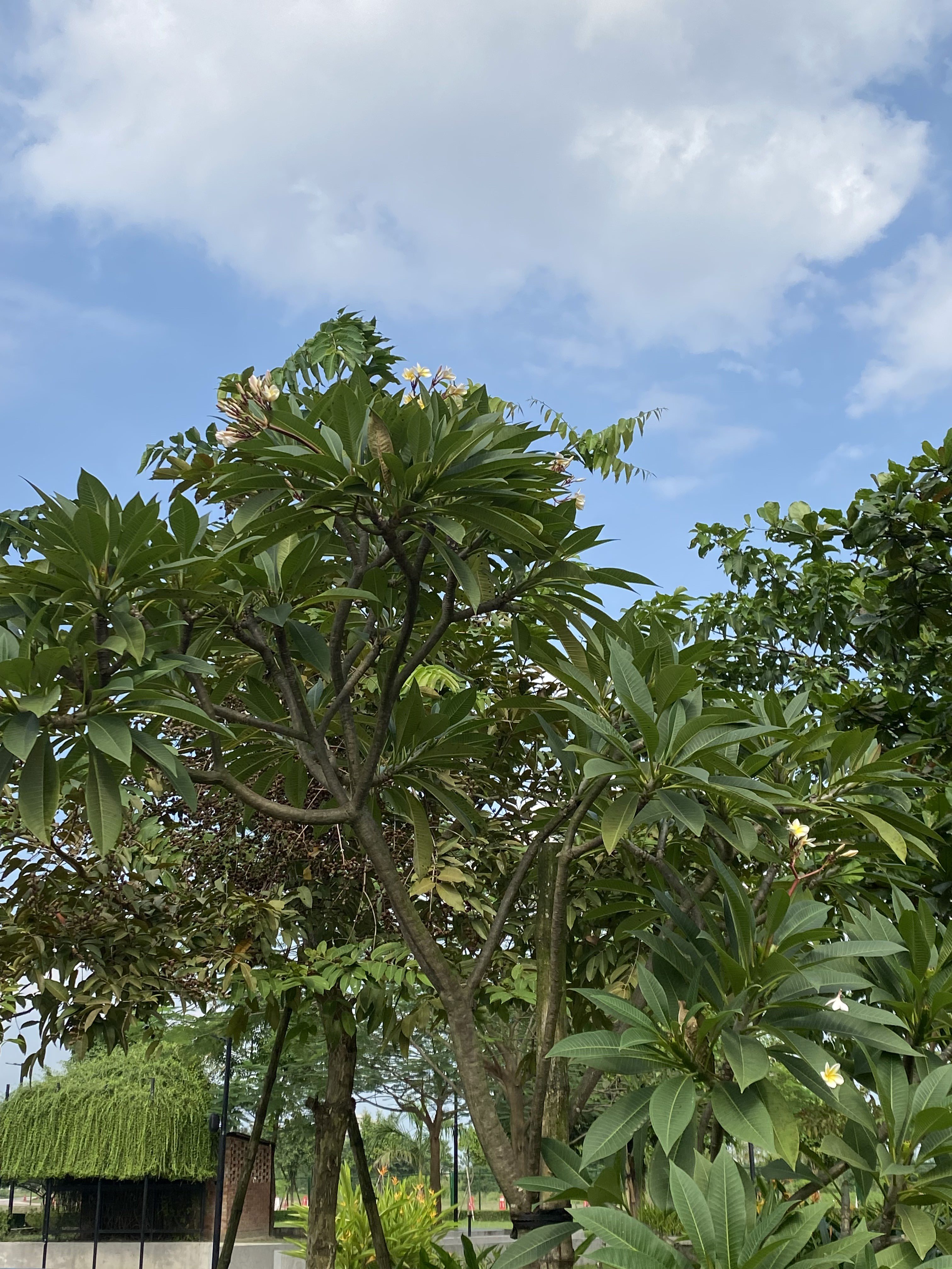 Trees with dense foliage under a partly cloudy blue sky, creating a serene and peaceful natural setting.