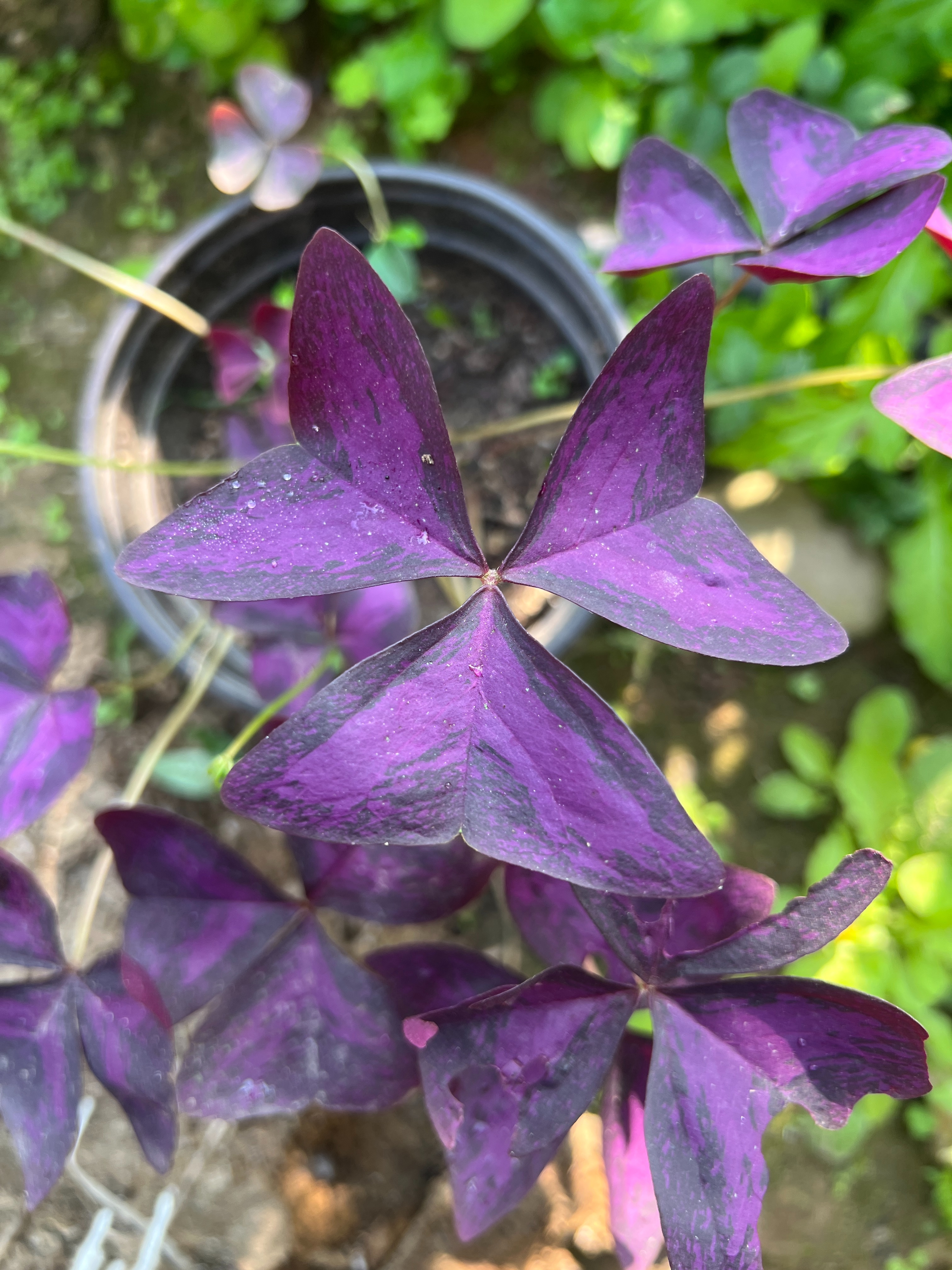 Purple Triangularis Oxalis has purple leaves and produces tiny bell-shaped flowers