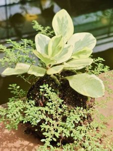 A small variegated plant grows on a round soil ball at the Malabar Botanical Garden in Kozhikode. Its soft green and cream leaves stand out against the tiny surrounding foliage.