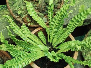 A healthy fern with curled green leaves grows from a clay pot at the Malabar Botanical Garden, Kozhikode. The shiny, wavy leaves create a lively and refreshing look. 