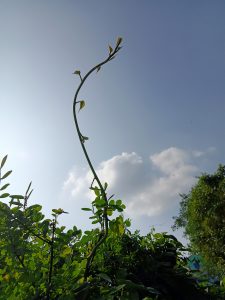 A tall, slender plant vine stretches upwards against a clear blue sky, adorned with small green leaves near the top. 