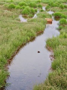 A small stream winds through lush marshland, with dense grass clumps and scattered muddy patches of water. A rusty cylindrical object lies on the right side. Captured in Cherupa, Kozhikode, Kerala. 
