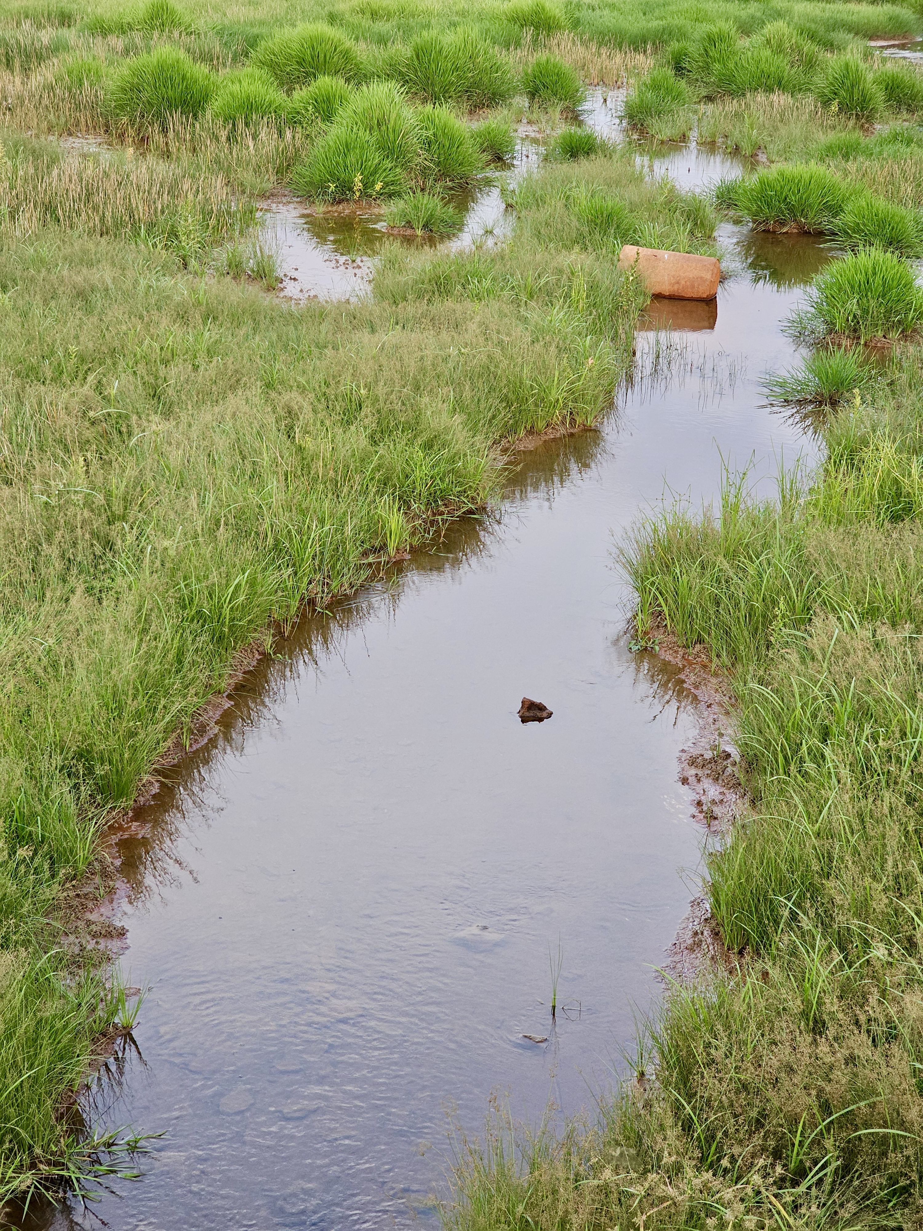 A small stream winds through lush marshland, with dense grass clumps and scattered muddy patches of water. A rusty cylindrical object lies on the right side. Captured in Cherupa, Kozhikode, Kerala.