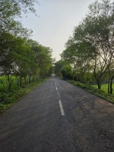 A straight countryside road flanked by lush green trees on both sides. Slight sunlight can be seen from right side
