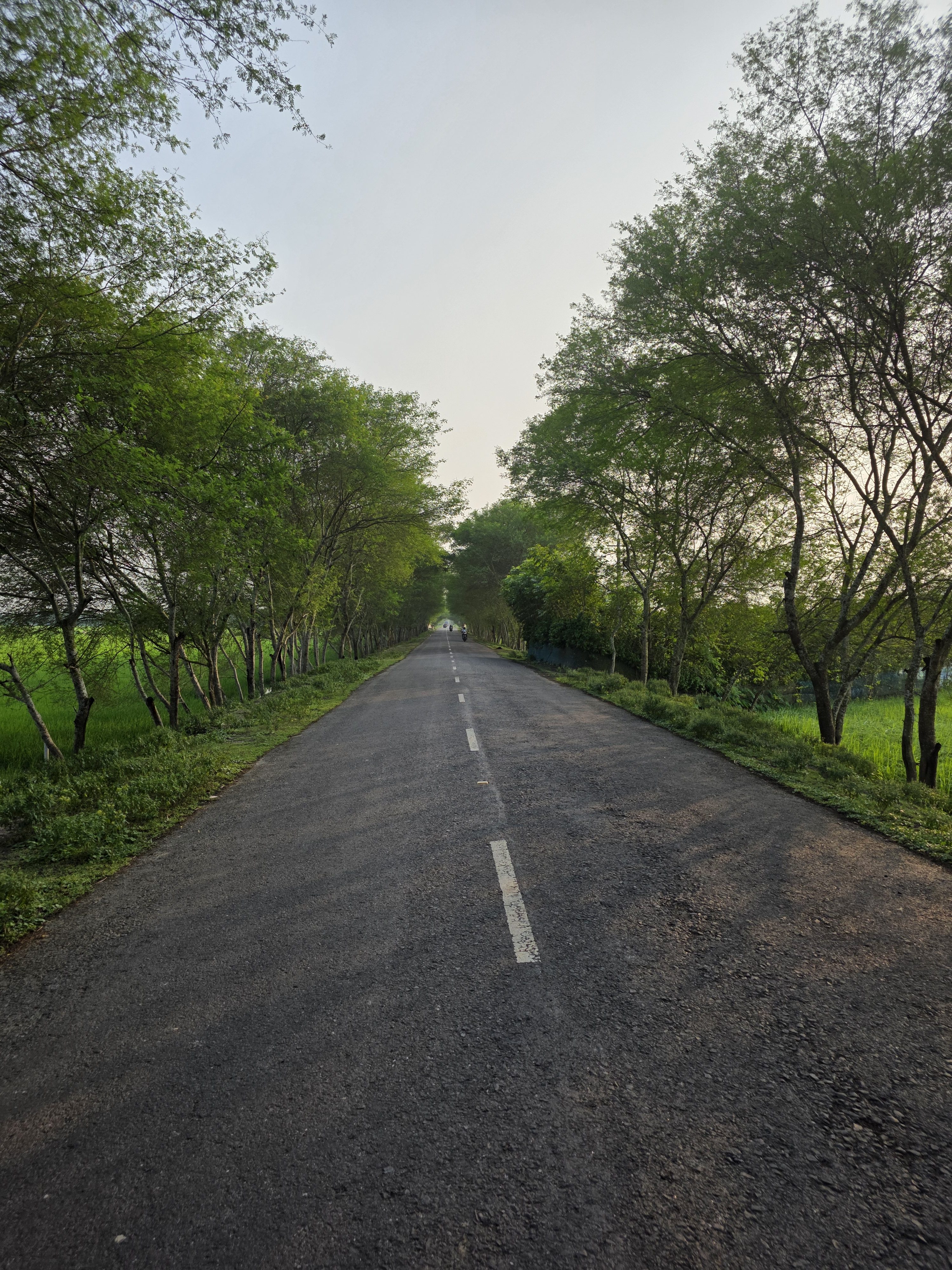 A straight countryside road flanked by lush green trees on both sides. Slight sunlight can be seen from right side