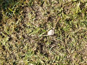 
A small stone on soil surrounded by green grass.