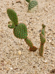 A small, cute cactus captured at the Malabar Botanical Garden, Kozhikode. Its green pads are covered with bright orange dots, standing out clearly against the sandy ground around it. 