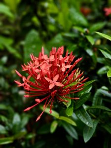 A bright red Ixora flower blooming fresh in Perumanna, Kozhikode. The petals and buds stand out beautifully against the green leaves after the rain. 