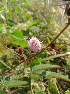 A close-up of a plant branch with soft pink flowers, small red buds, and green leaves in Kawtoli, Brahmanbaria, Bangladesh.