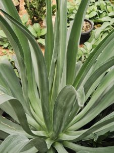 A large succulent with long, smooth green leaves grows in the Malabar Botanical Garden, Kozhikode. Its wide rosette shape looks strong and fresh in the warm garden environment. 