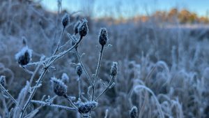 Closeup of after-season thistles encrusted in frost in the early morning.