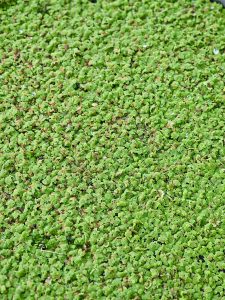 A thick carpet of tiny green Azolla plants covers the water surface at the Malabar Botanical Garden, Kozhikode. The dense layer creates a bright, soft-looking texture across the pond. 