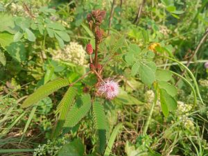 A close-up of a plant with soft pink, fluffy flowers and green, feathery leaves in Kawtoli, Brahmanbaria, Bangladesh.