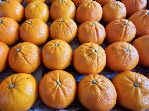 Fresh oranges arranged in rows over a newspaper, showing natural texture and sunlight reflections. Clicked in Perumanna, Kozhikode, Kerala.