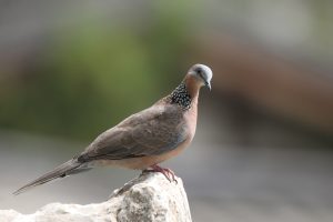 A close-up of a Spotted Dove on a rock, showing its soft brown plumage, iridescent feathers, and distinct patterned neck.